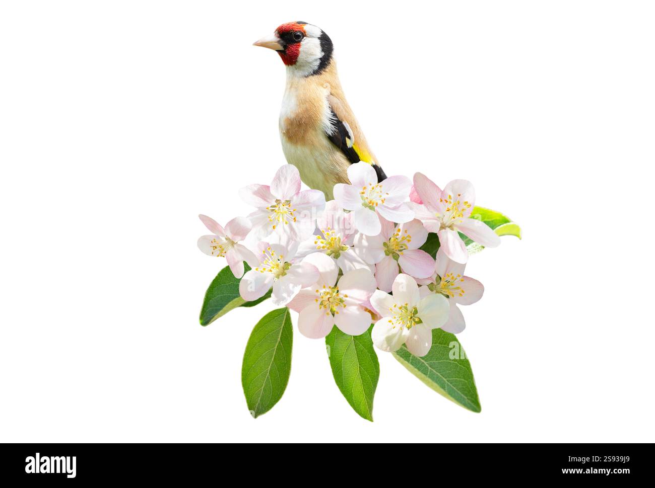 Kleiner Vogel, der auf einem Zweig des Blütenapfbaums mit bunten Blumen auf weißem Hintergrund steht. Europäischer Goldfinch Stockfoto