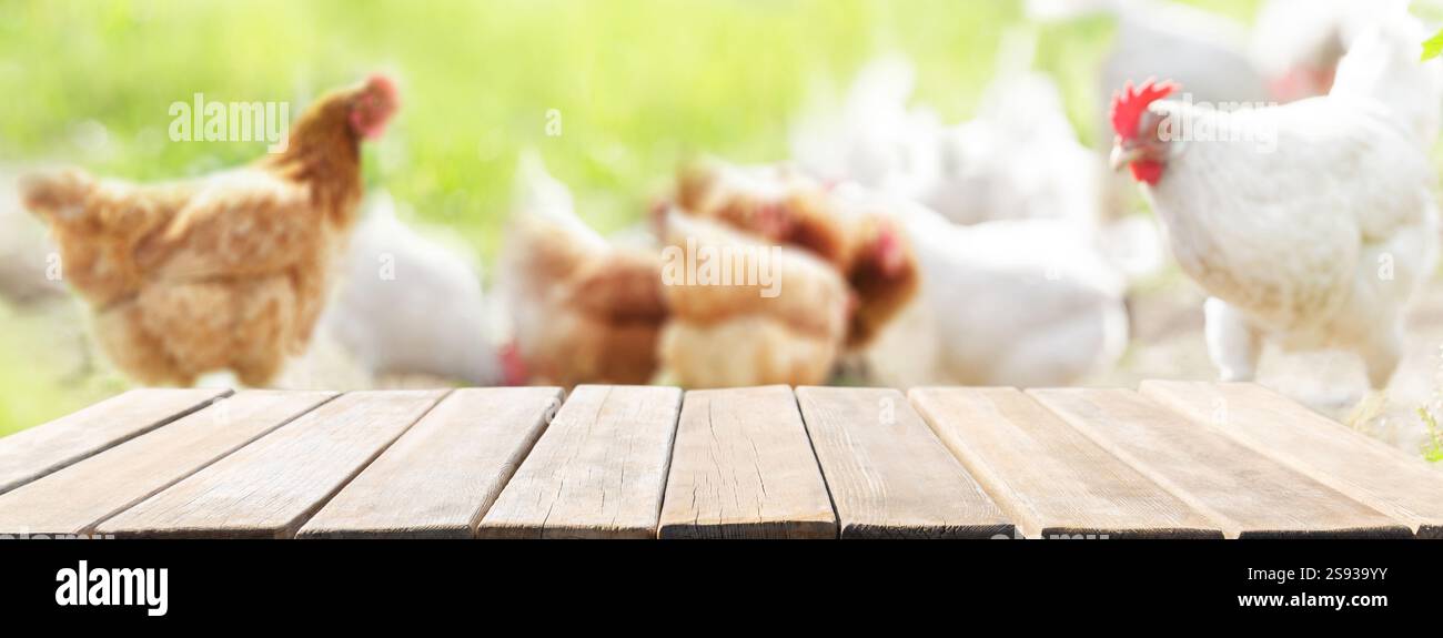 Leerer alter Holztisch und Hintergrund der Hühnerfarm Stockfoto