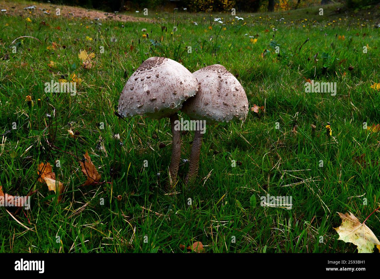 Macrolepiota procera-Pilze auf Grünland. Horizontales Nahaufnahme-Foto. Stockfoto