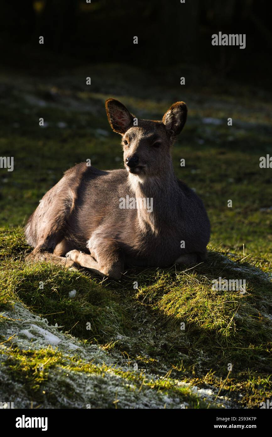 Hirsch bei Remstecken in Koblenz, Deutschland Stockfoto