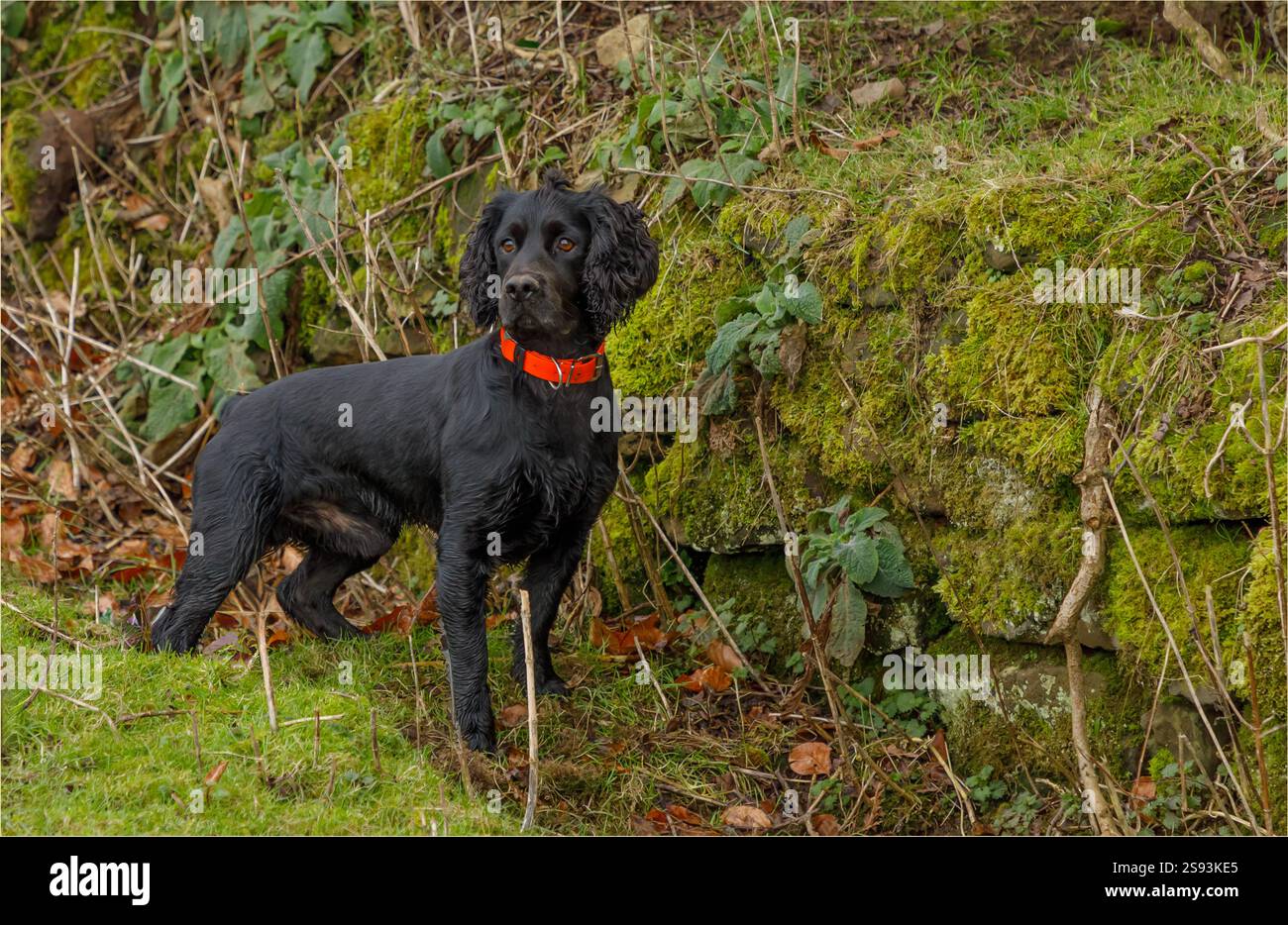 Kelsall, Cheshire, Großbritannien - 21. Januar 2025 - Schwarzer Cocker-Spaniel, der auf dem Feld herumläuft Stockfoto