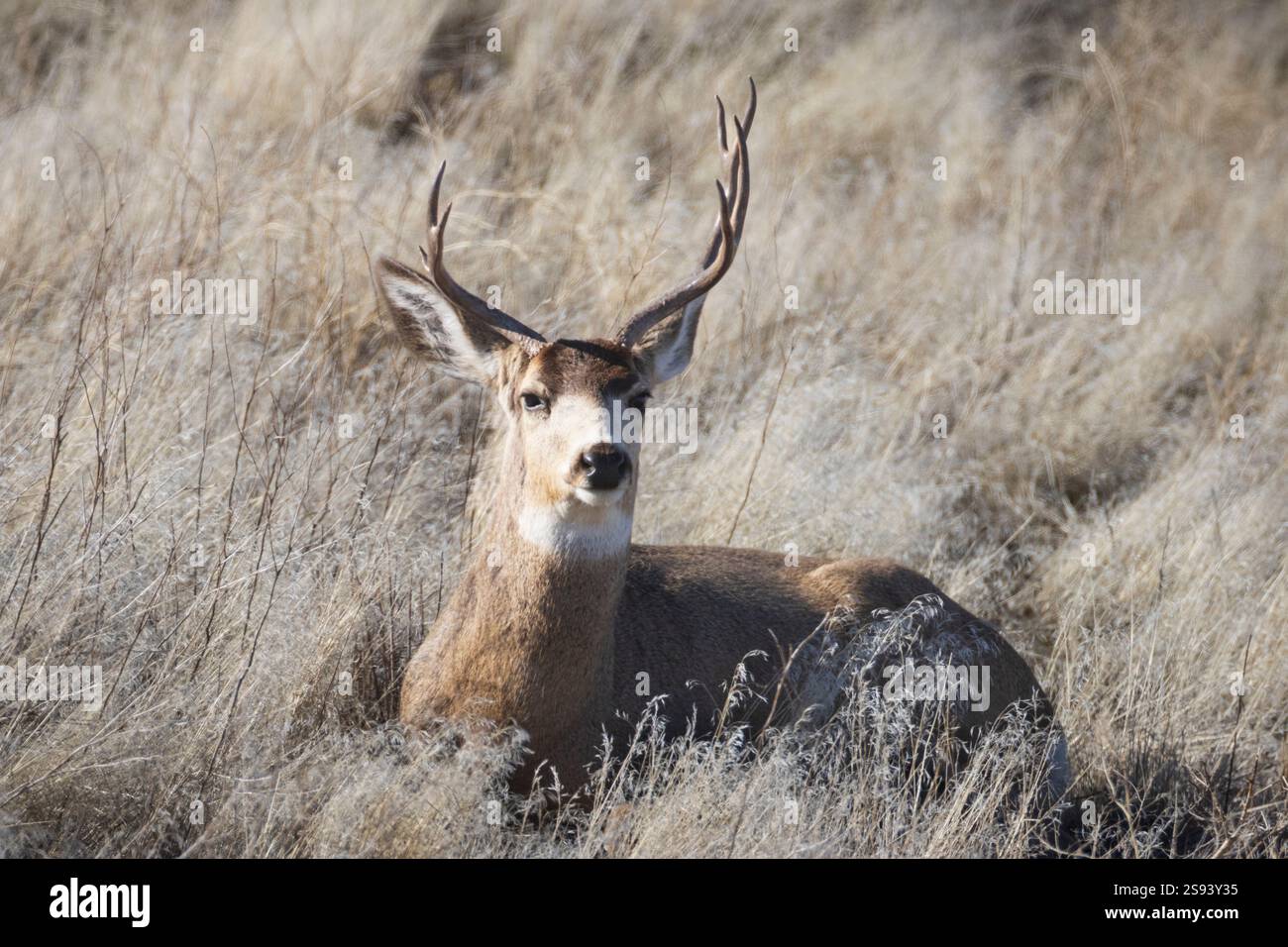 Ein einzigartiger Maultierhirsch (Odocoileus hemionus) mit einem untypischen Gestell ruht zwischen trockenem Gras im Tule Lake National Wildlife Refuge und verschmilzt mit seinem h Stockfoto