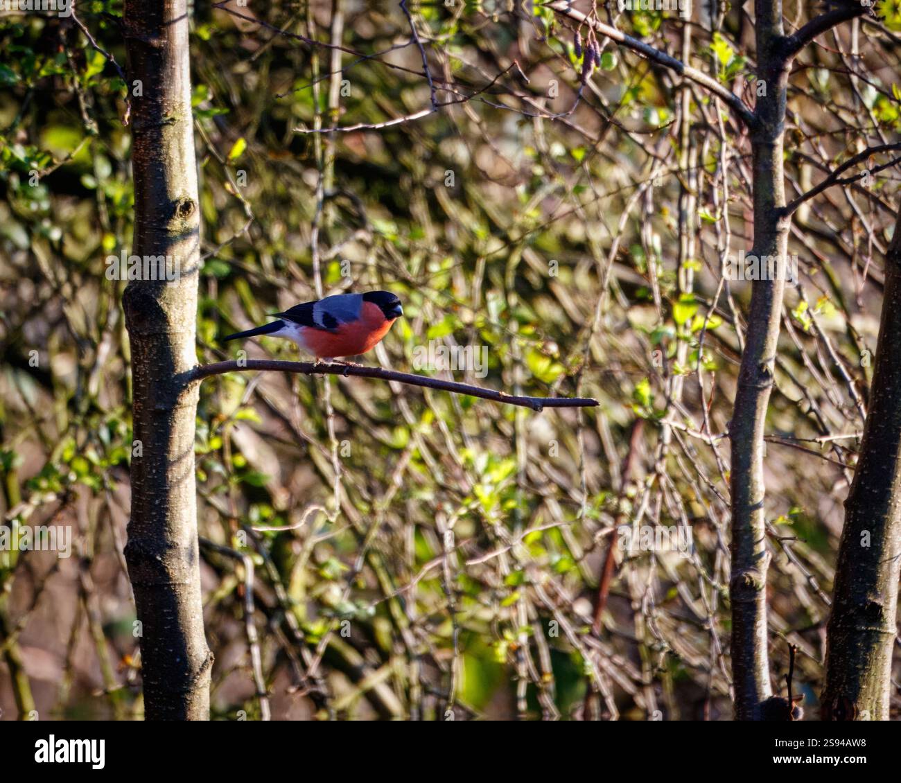 Bull Finches im Hauxley Nature Reserve Stockfoto