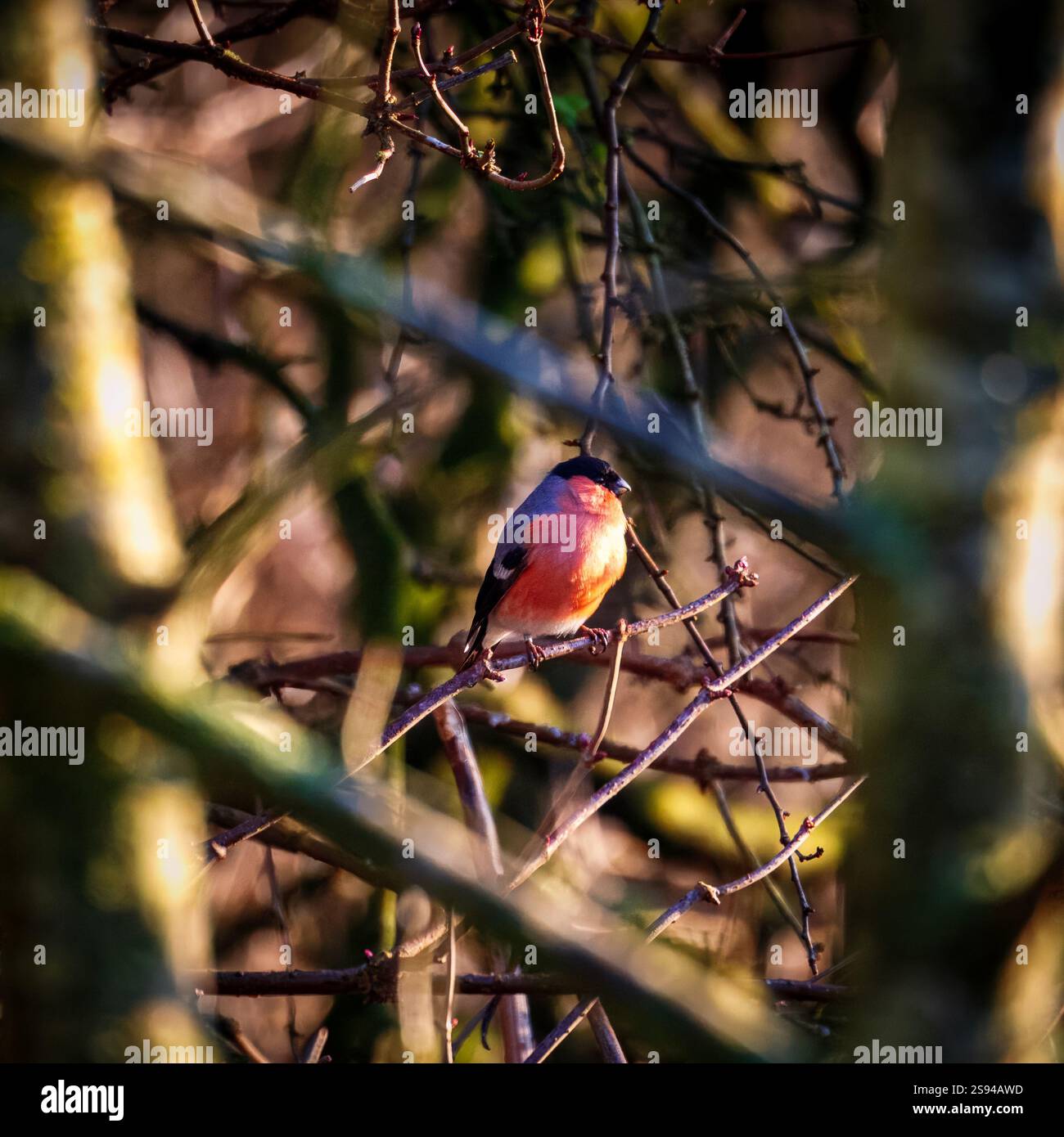 Bull Finches im Hauxley Nature Reserve Stockfoto