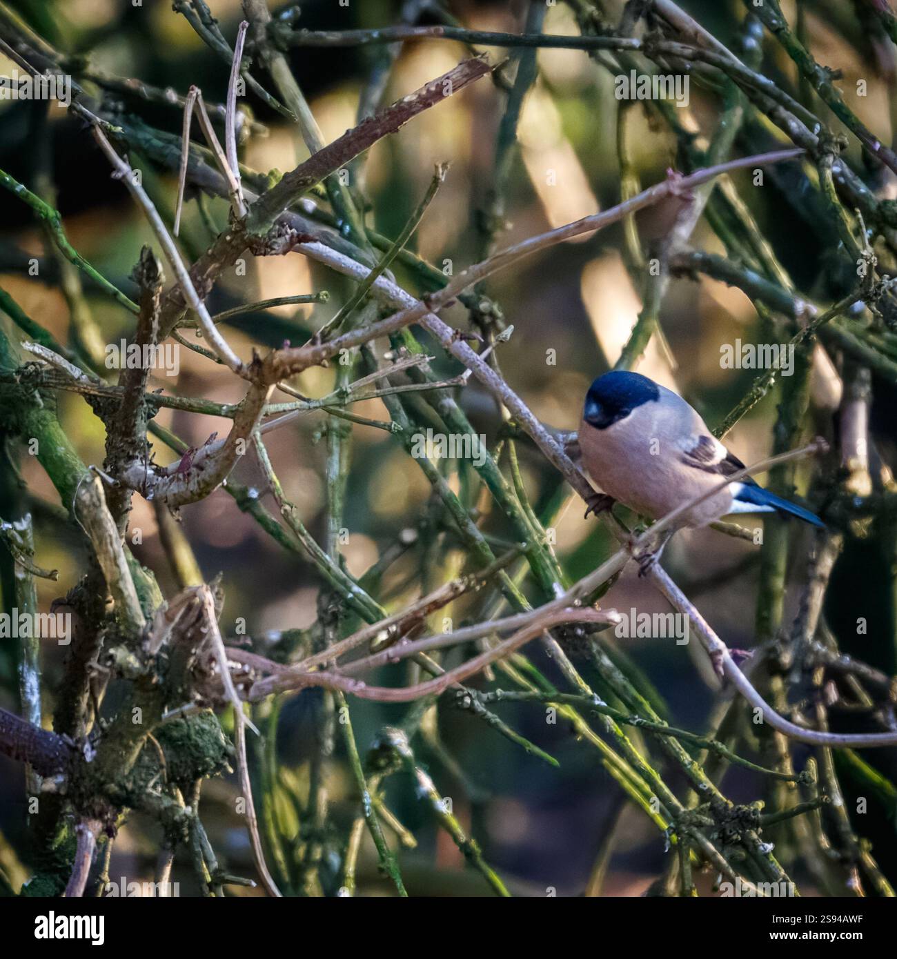 Bull Finches im Hauxley Nature Reserve Stockfoto