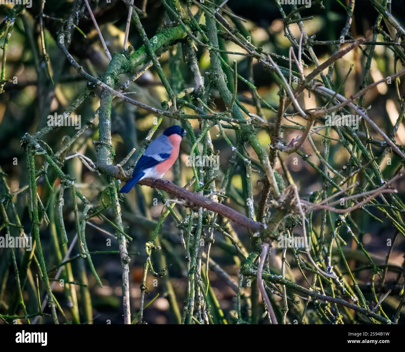 Bull Finches im Hauxley Nature Reserve Stockfoto