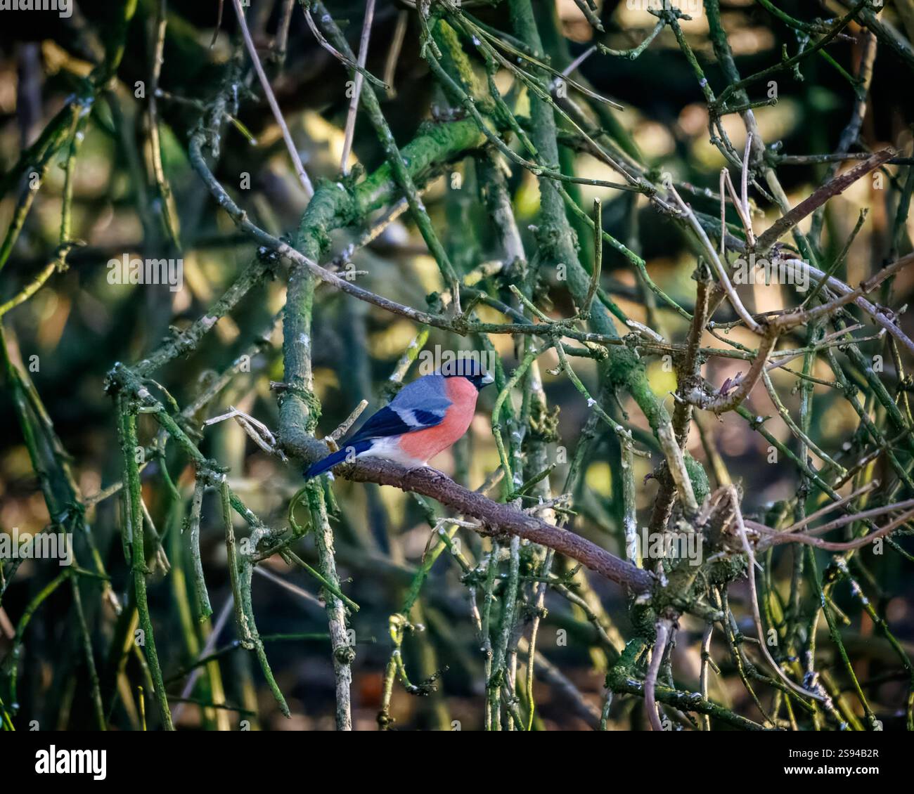Bull Finches im Hauxley Nature Reserve Stockfoto