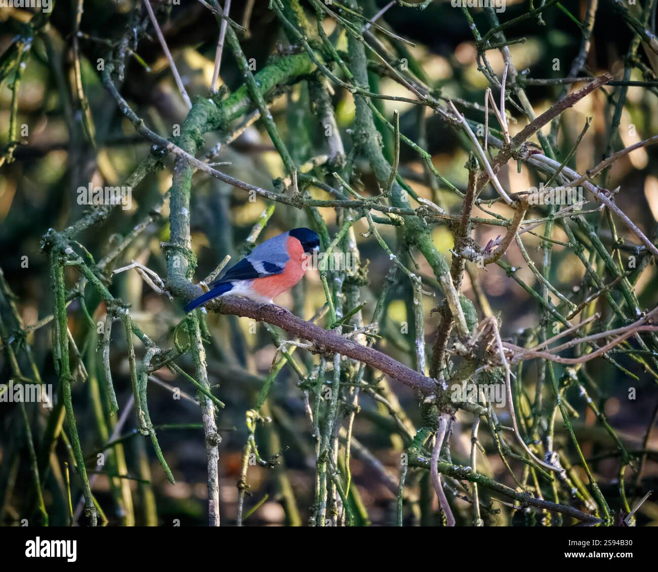 Bull Finches im Hauxley Nature Reserve Stockfoto