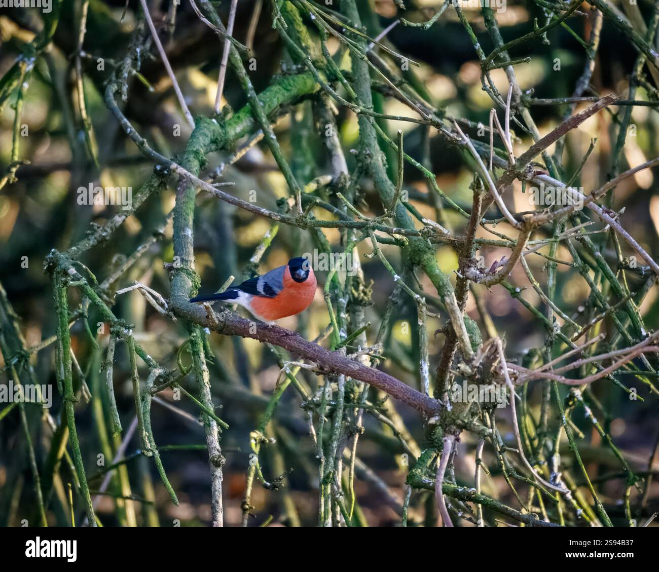 Bull Finches im Hauxley Nature Reserve Stockfoto