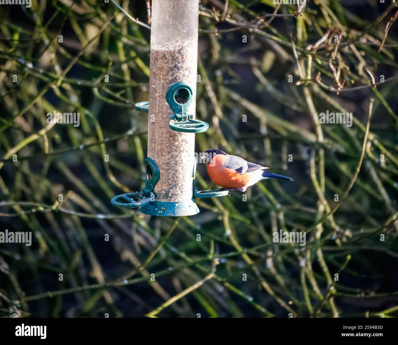 Bull Finches im Hauxley Nature Reserve Stockfoto