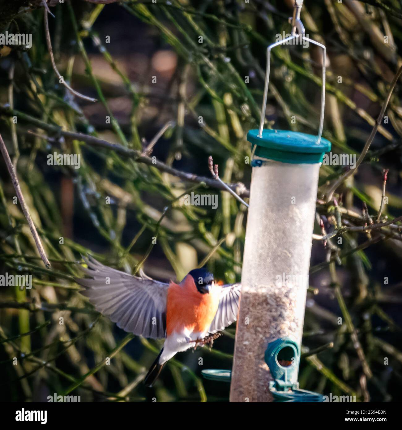 Bull Finches im Hauxley Nature Reserve Stockfoto