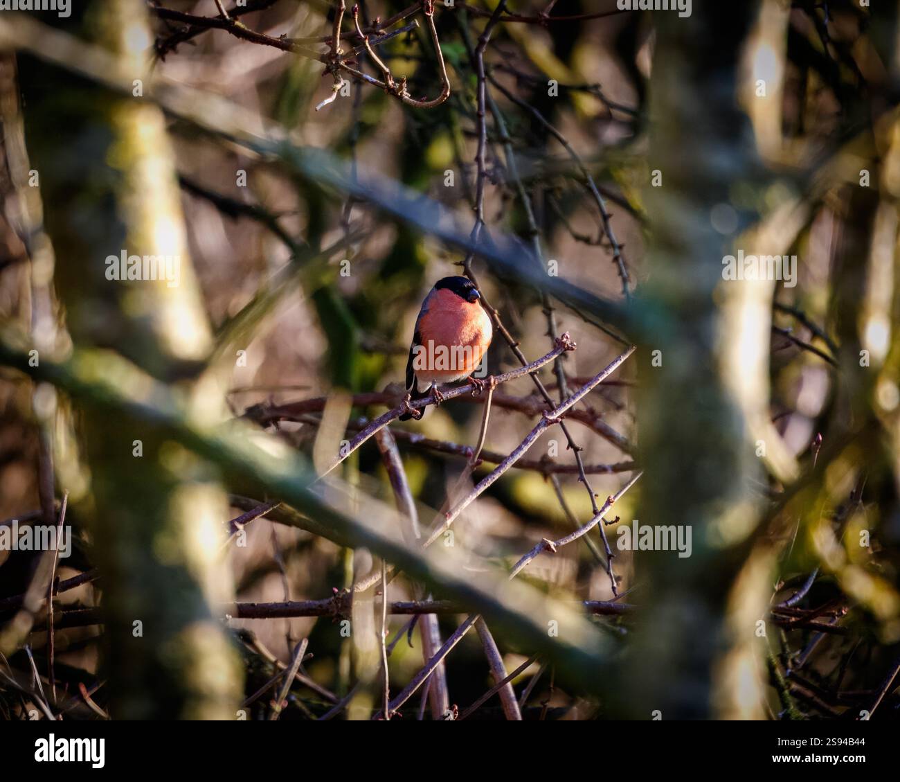 Bull Finches im Hauxley Nature Reserve Stockfoto