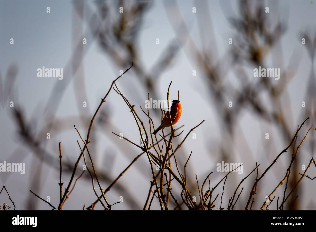 Bull Finches im Hauxley Nature Reserve Stockfoto