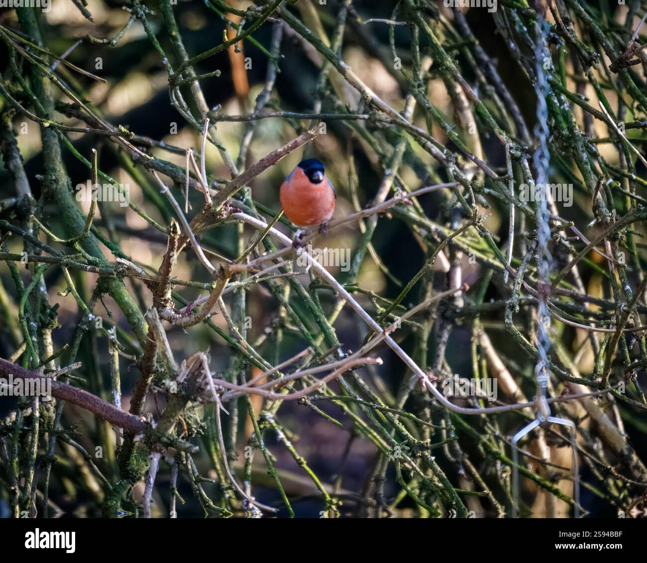 Bull Finches im Hauxley Nature Reserve Stockfoto