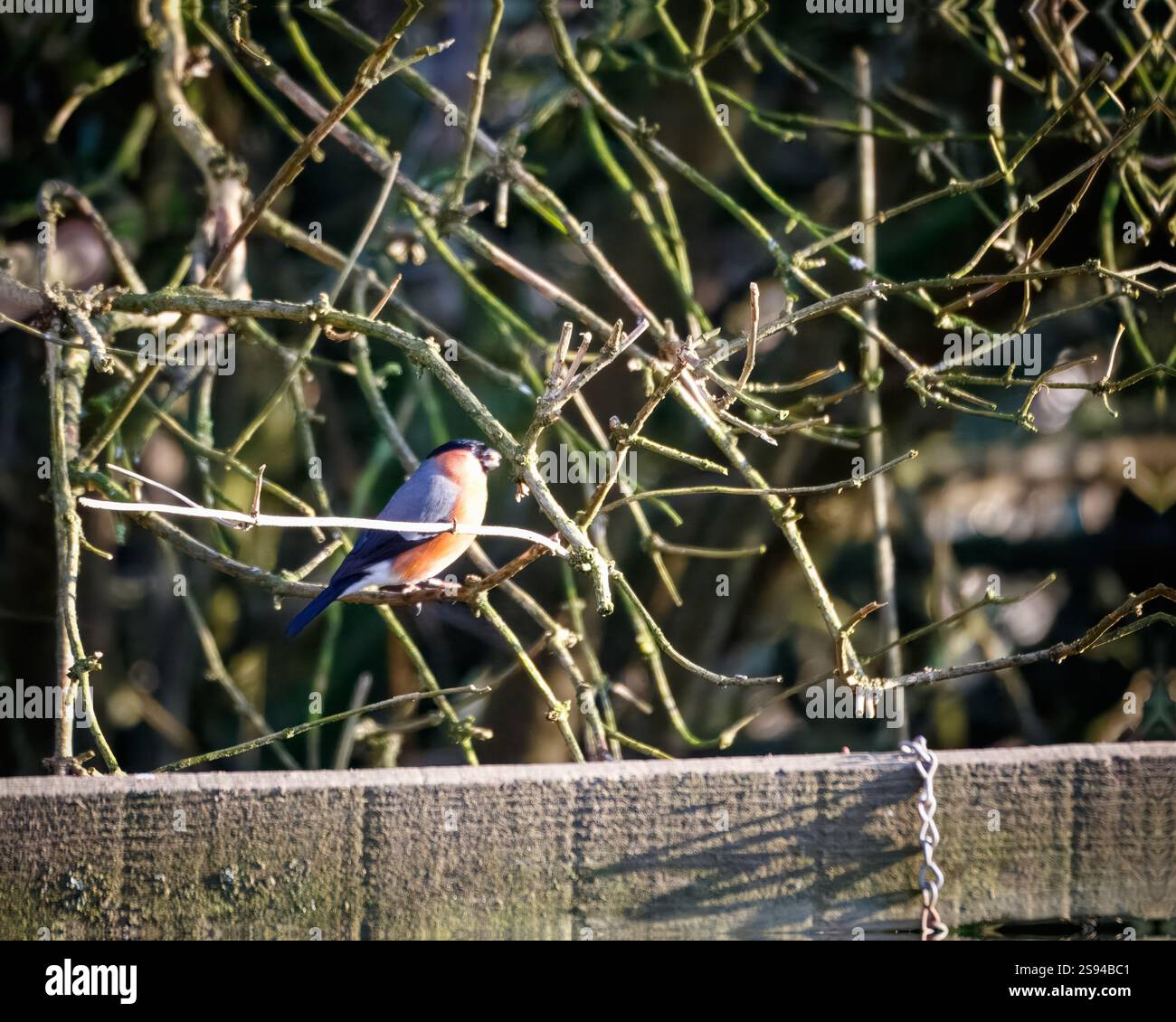 Bull Finches im Hauxley Nature Reserve Stockfoto