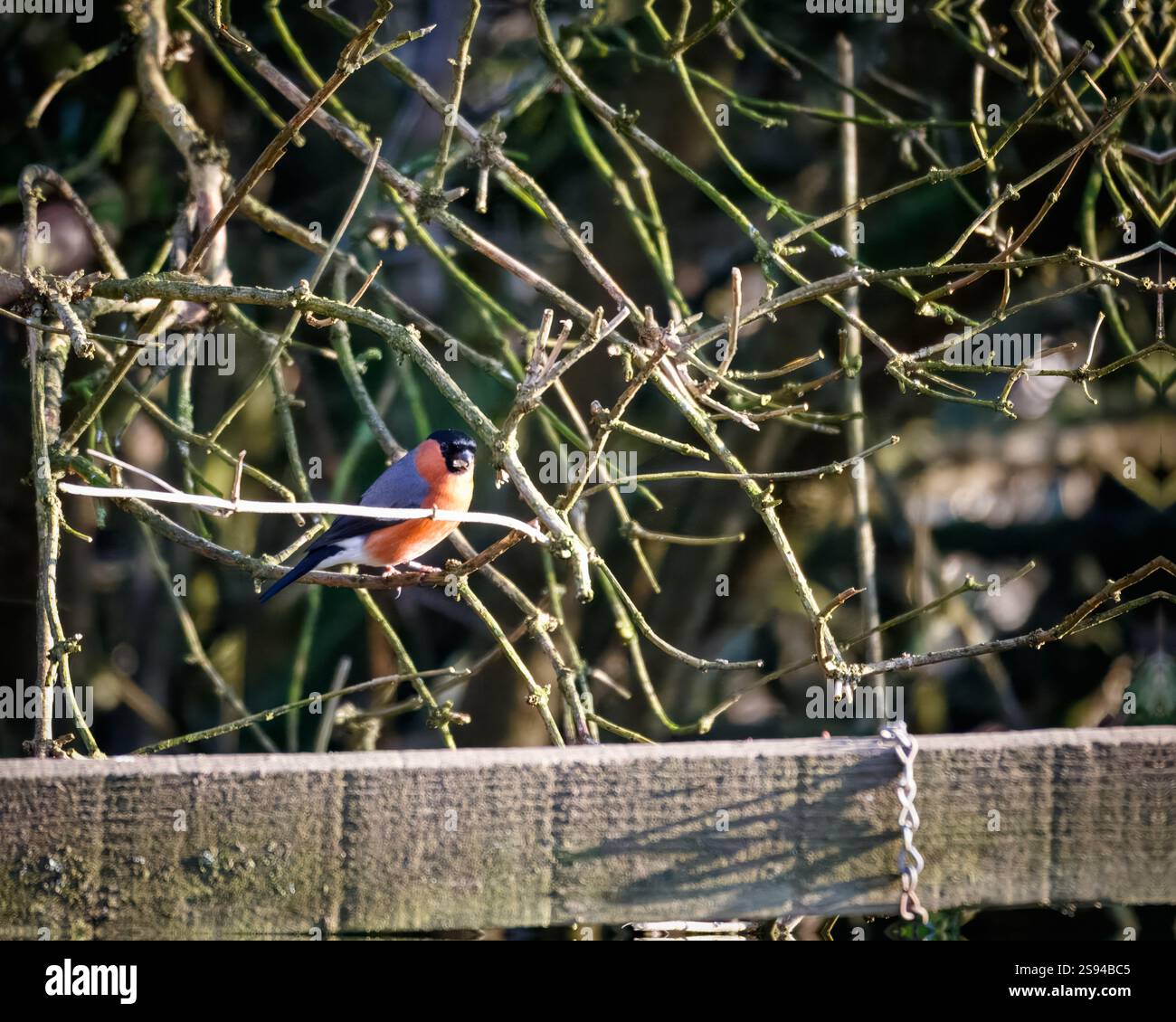 Bull Finches im Hauxley Nature Reserve Stockfoto