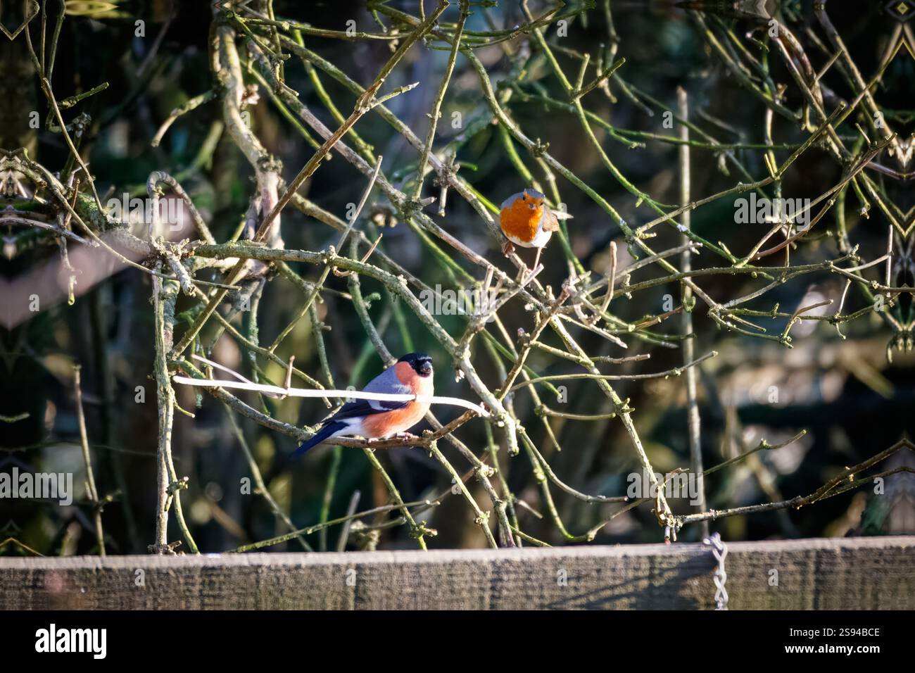 Bull Finches im Hauxley Nature Reserve Stockfoto