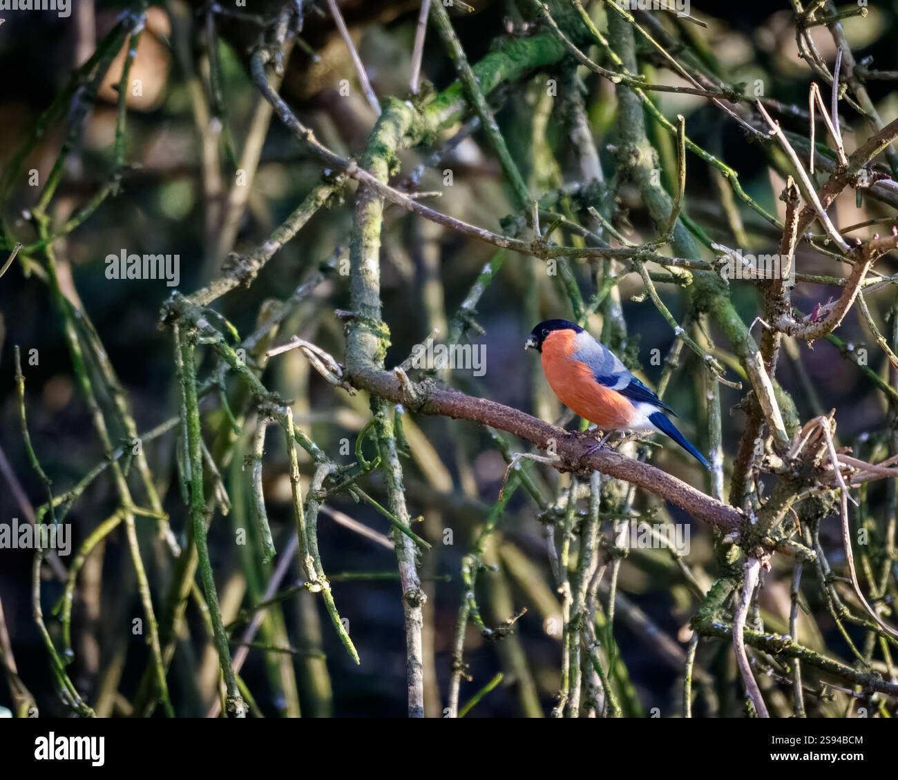 Bull Finches im Hauxley Nature Reserve Stockfoto