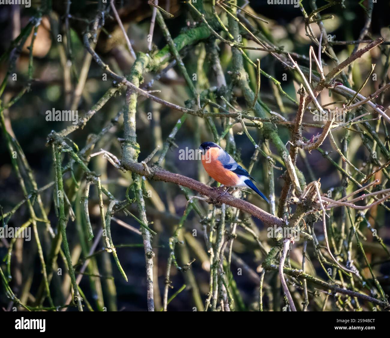 Bull Finches im Hauxley Nature Reserve Stockfoto
