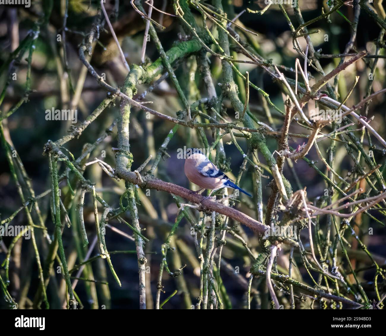 Bull Finches im Hauxley Nature Reserve Stockfoto