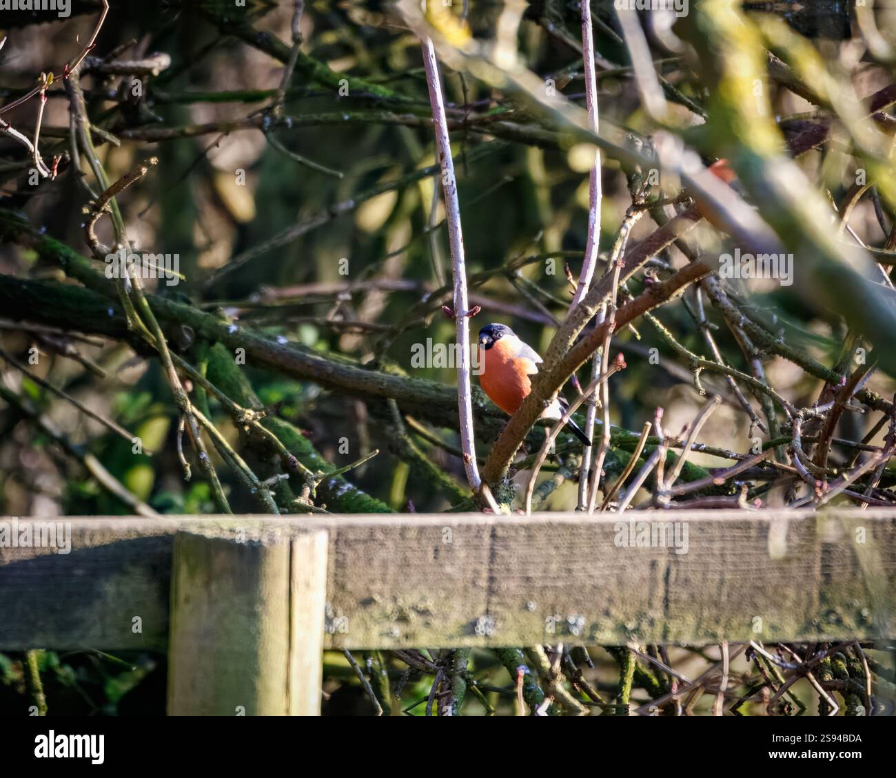 Bull Finches im Hauxley Nature Reserve Stockfoto