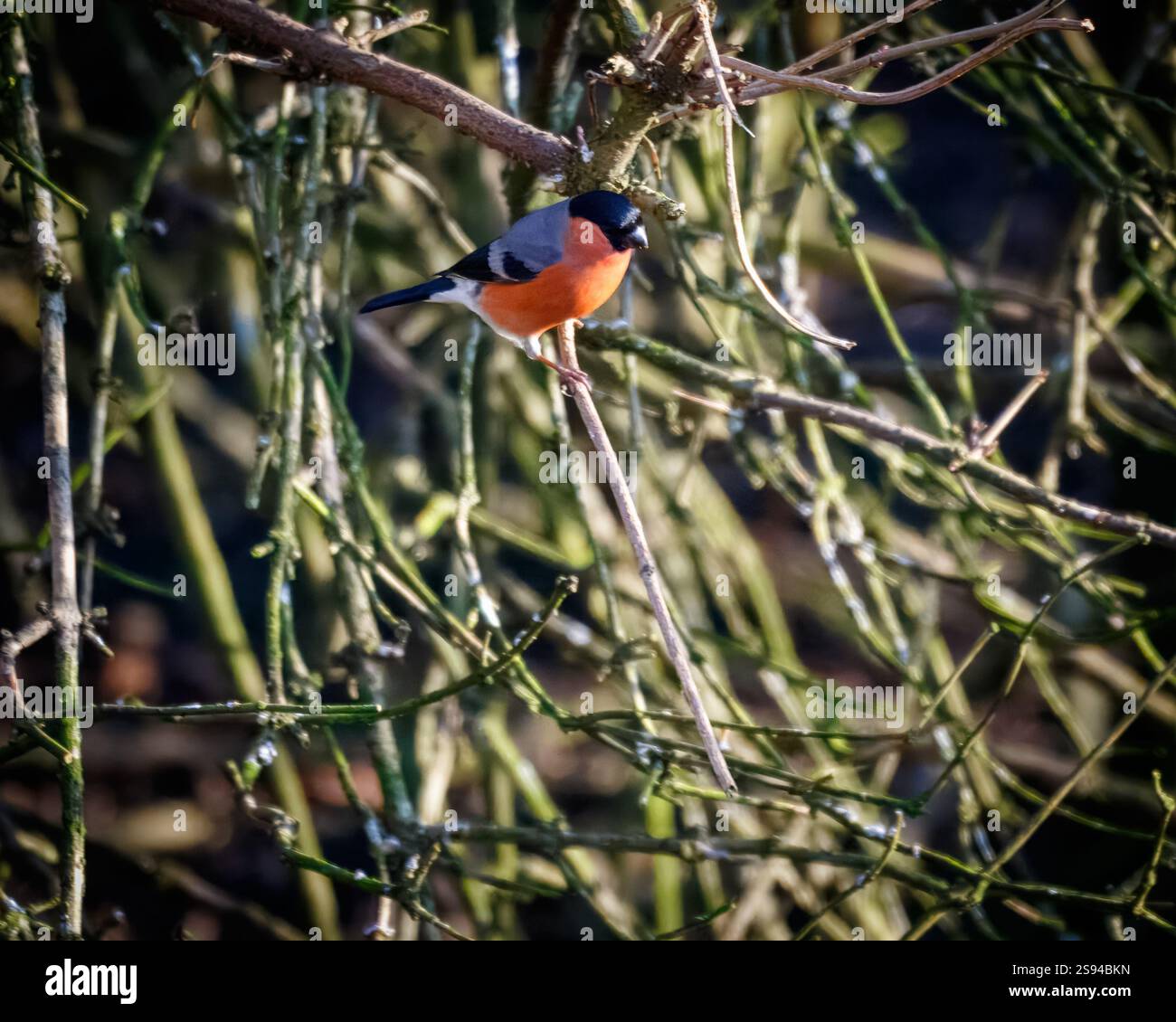 Bull Finches im Hauxley Nature Reserve Stockfoto