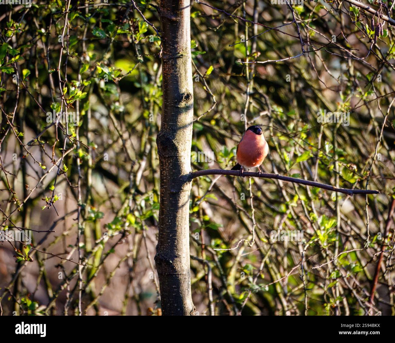 Bull Finches im Hauxley Nature Reserve Stockfoto