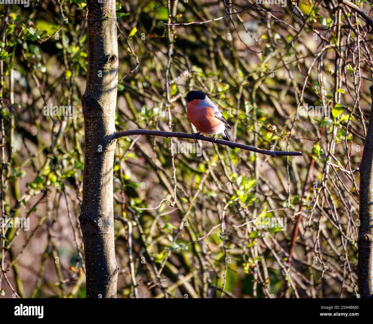 Bull Finches im Hauxley Nature Reserve Stockfoto
