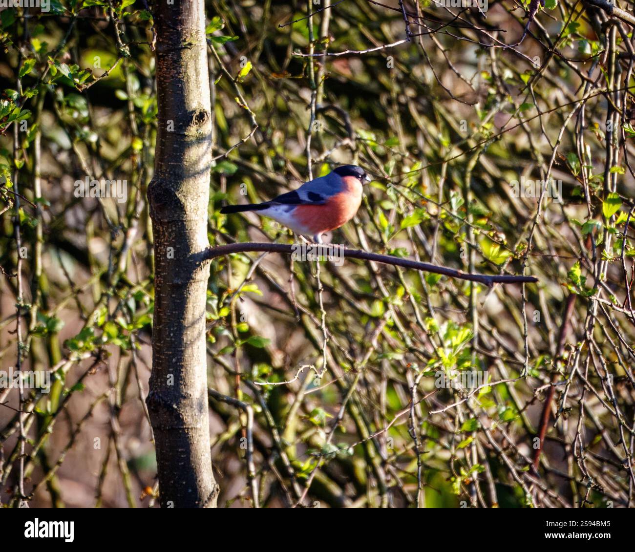 Bull Finches im Hauxley Nature Reserve Stockfoto