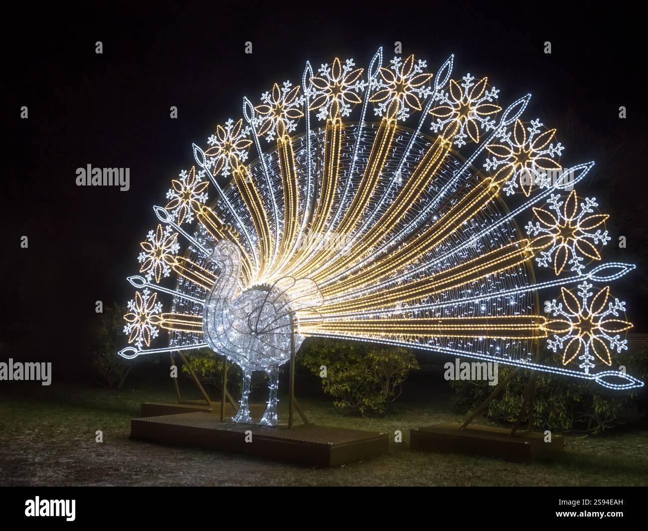 Ein leuchtendes Display mit einem majestätischen Pfau, beleuchtet mit leuchtenden LED-Lampen, sorgt für ein faszinierendes nächtliches Ambiente. Stockfoto