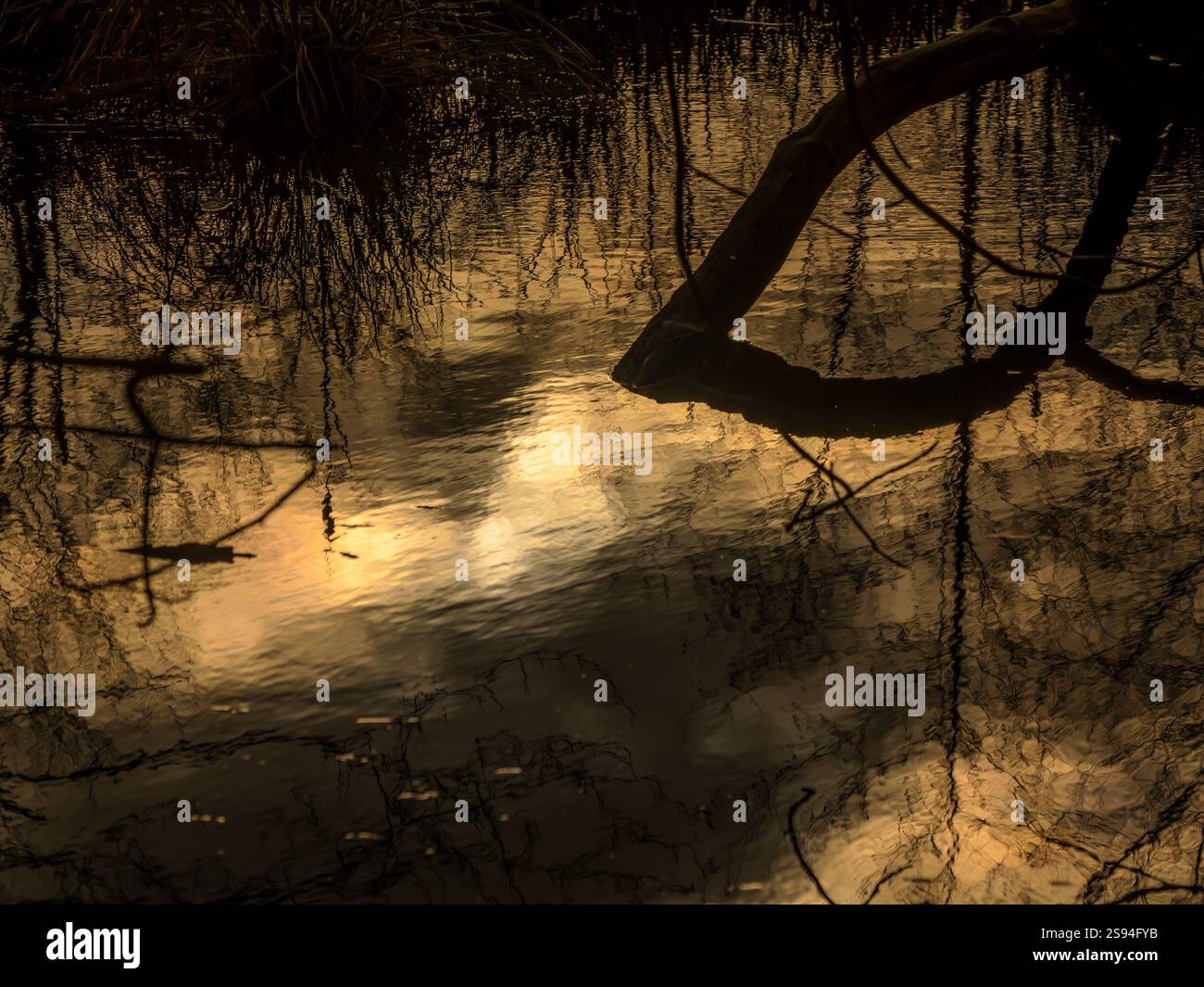 Ruhiges Wasser, das die warmen Goldtöne des Sonnenuntergangs reflektiert, mit Silhouetten, die der künstlerischen Szene Tiefe und ein ruhiges Ambiente verleihen Stockfoto