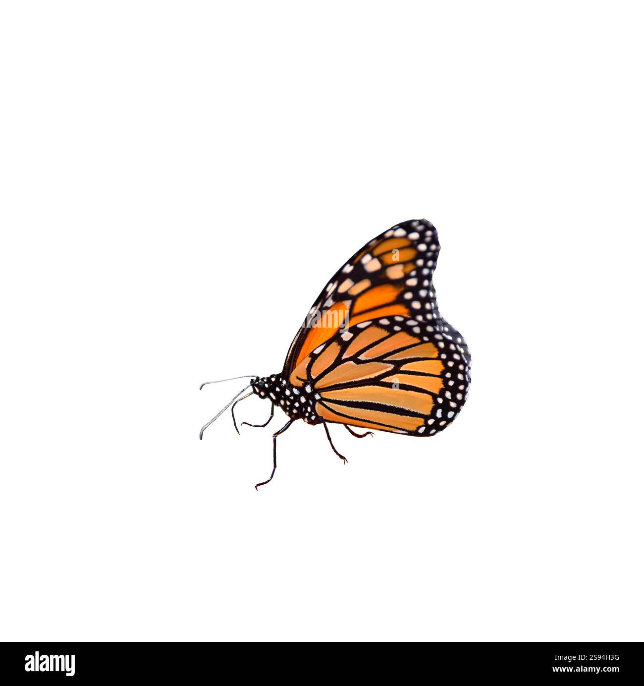 Monarch-Schmetterling isolierter Ausschnitt auf weiß Stockfoto