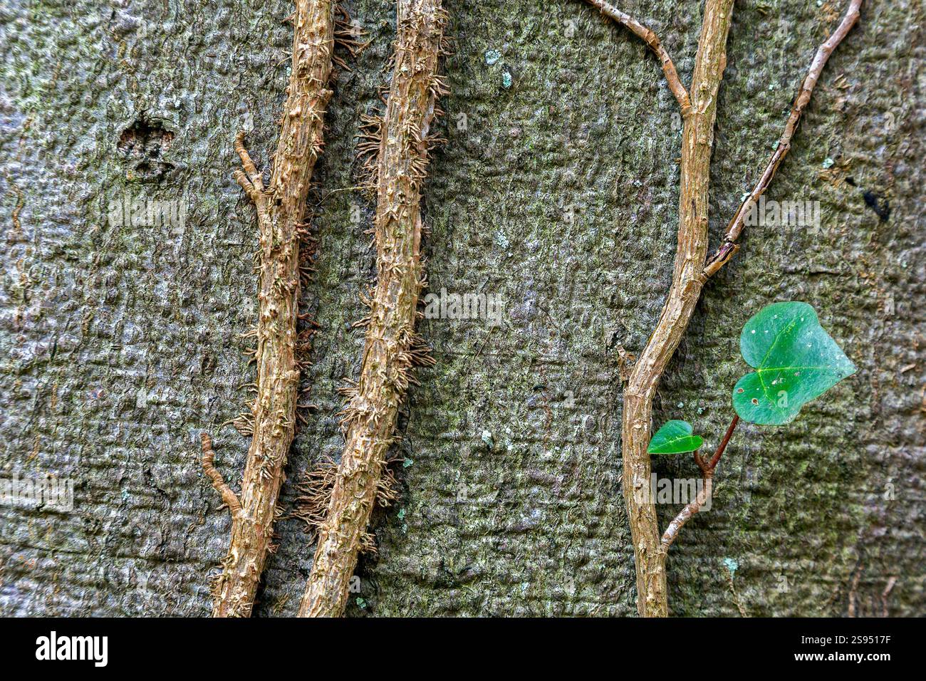 Efeu / Europäischer Efeu (Hedera helix), immergrüne Weinrebe, die sich an den Baumstamm anschmiegt und sich hinaufkriecht, mit Luftwurzeln Stockfoto