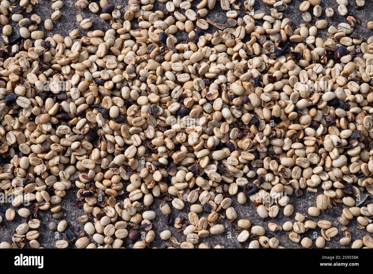 Costa Rica, Hacienda Doka Kaffeeplantage. Lufttrocknende Kaffeebohnen. Stockfoto