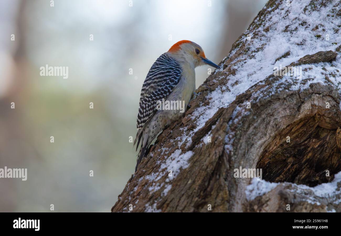 Rotbauchspecht auf einem Baumstamm im Winter, New Jersey, USA. Stockfoto