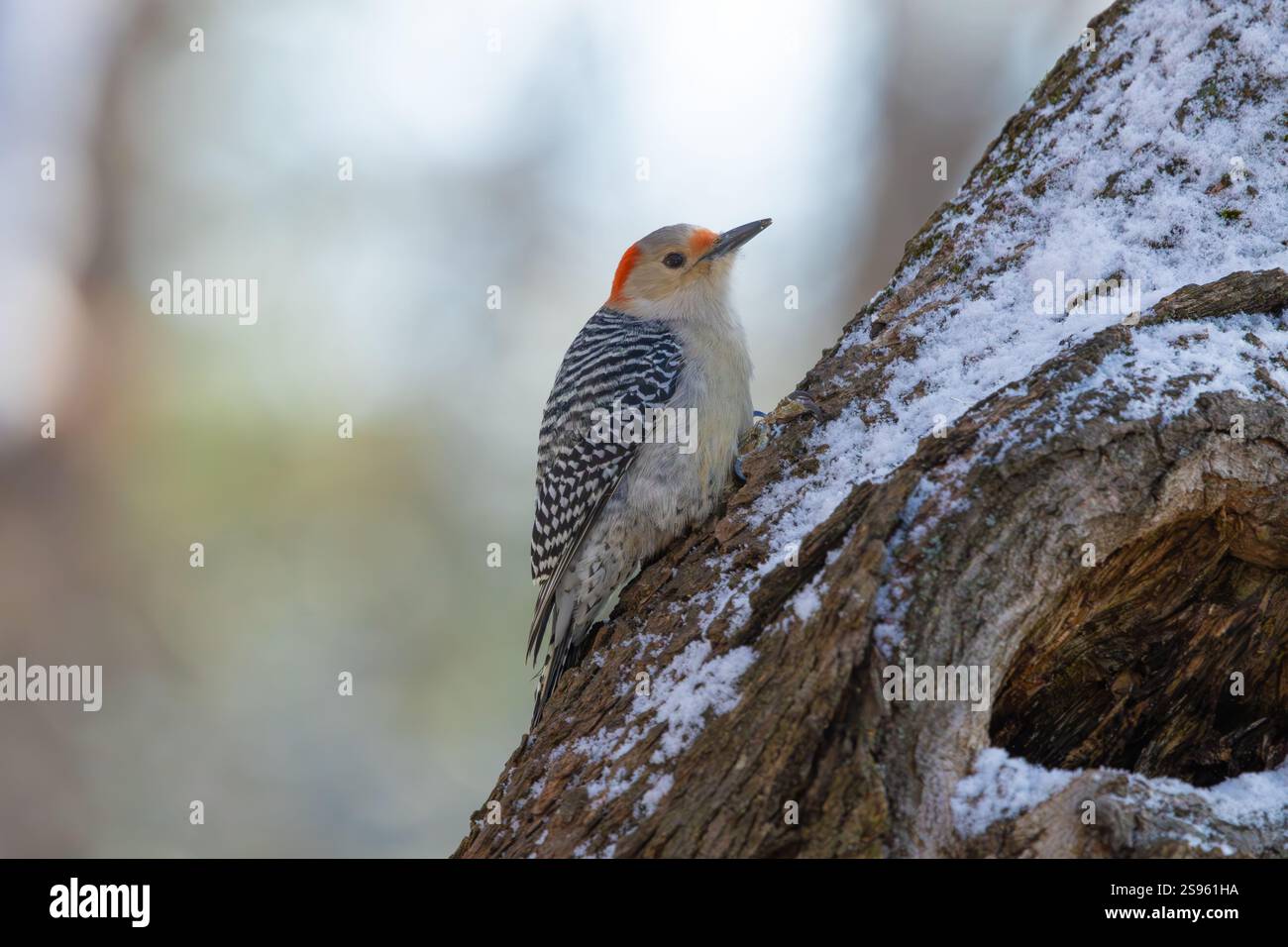 Rotbauchspecht auf einem Baumstamm im Winter, New Jersey, USA. Stockfoto