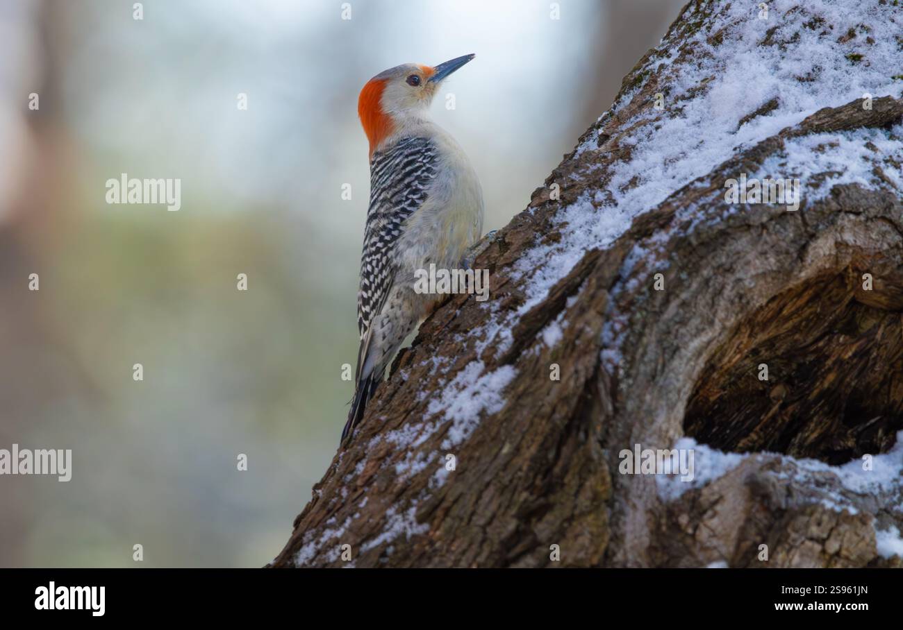 Rotbauchspecht auf einem Baumstamm im Winter, New Jersey, USA. Stockfoto