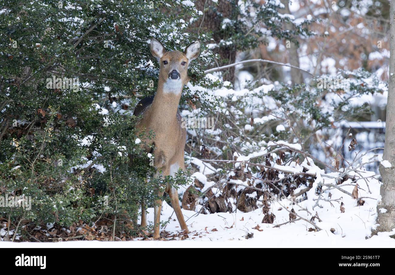 Weißschwanzhirsche im Winterwald. New Jersey, USA. Stockfoto