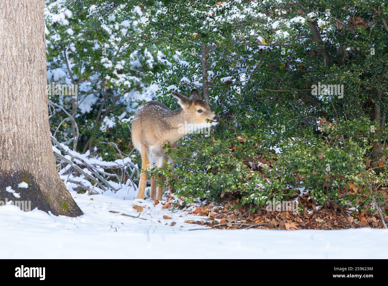 Weißschwanzhirsche im Winterwald. New Jersey, USA. Stockfoto