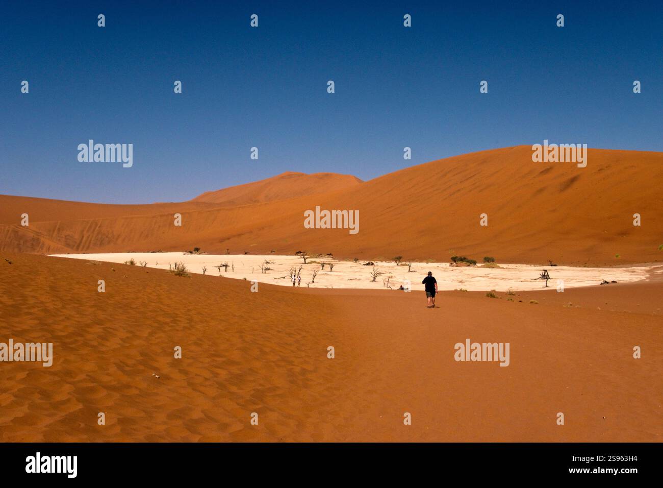 Ein Tourist spaziert in Richtung Deadvlei, einer weißen Tonpfanne, die für ihre toten Kameldornbäume bekannt ist, in der Nähe der Salzpfanne von Sossusvlei, Namibia. Stockfoto