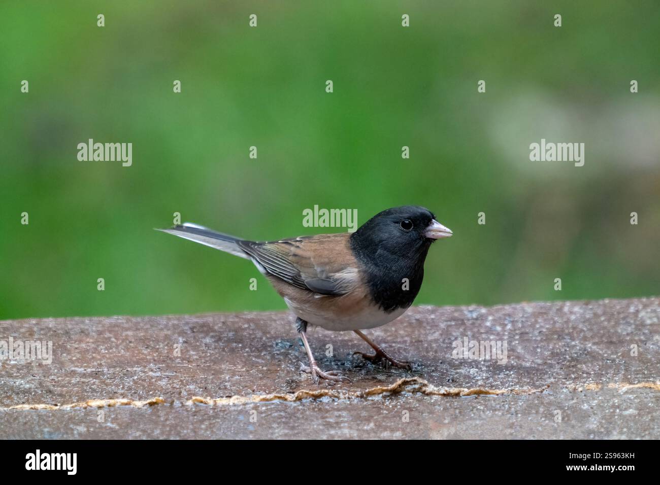 Issaquah, Bundesstaat Washington, USA. Männlicher dunkeläugiger Junco auf einer Holzbank Stockfoto