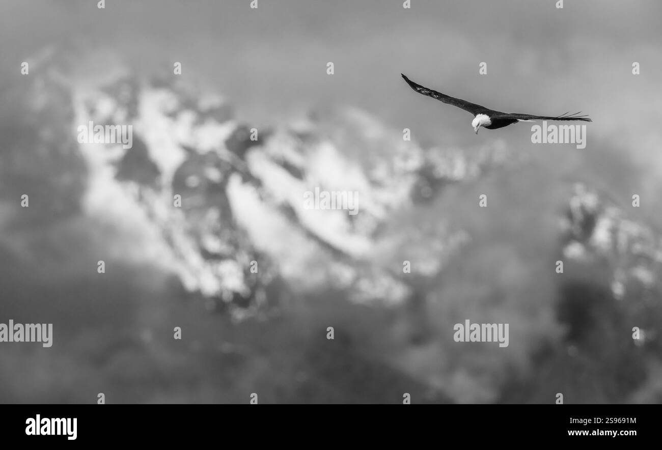 Amerikanischer Weißkopfseeadler gleitet vor den Olympic Mountains im Bundesstaat Washington, USA Stockfoto