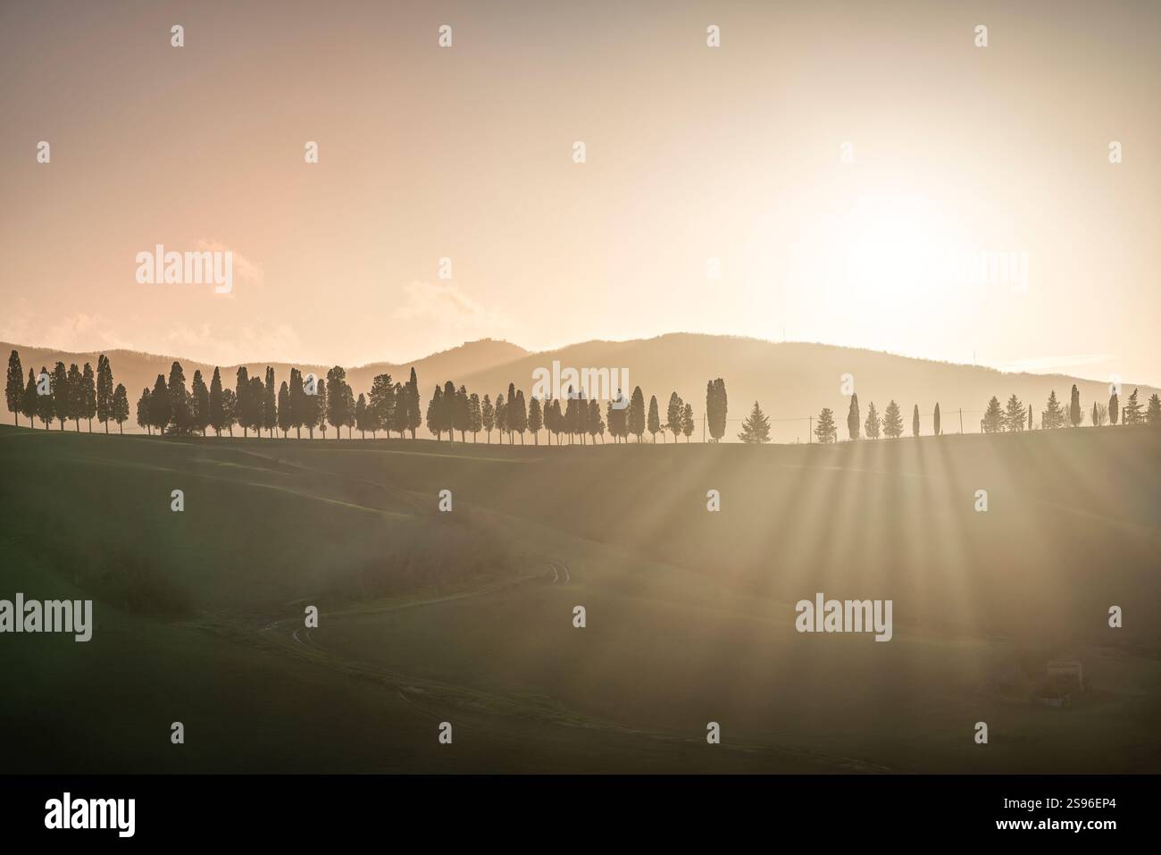 Eine Reihe von Zypressen auf einem Hügel und Sonnenstrahlen in der Landschaft von Lajatico bei Sonnenuntergang. Provinz Pisa, Region Toskana, Italien Stockfoto