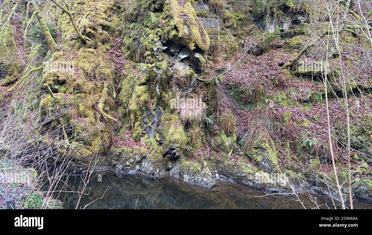 Nahaufnahme des natürlichen grünen Mooses, das im forrest in Schottland wächst - Smartphone-aufgenommenes Stockfoto