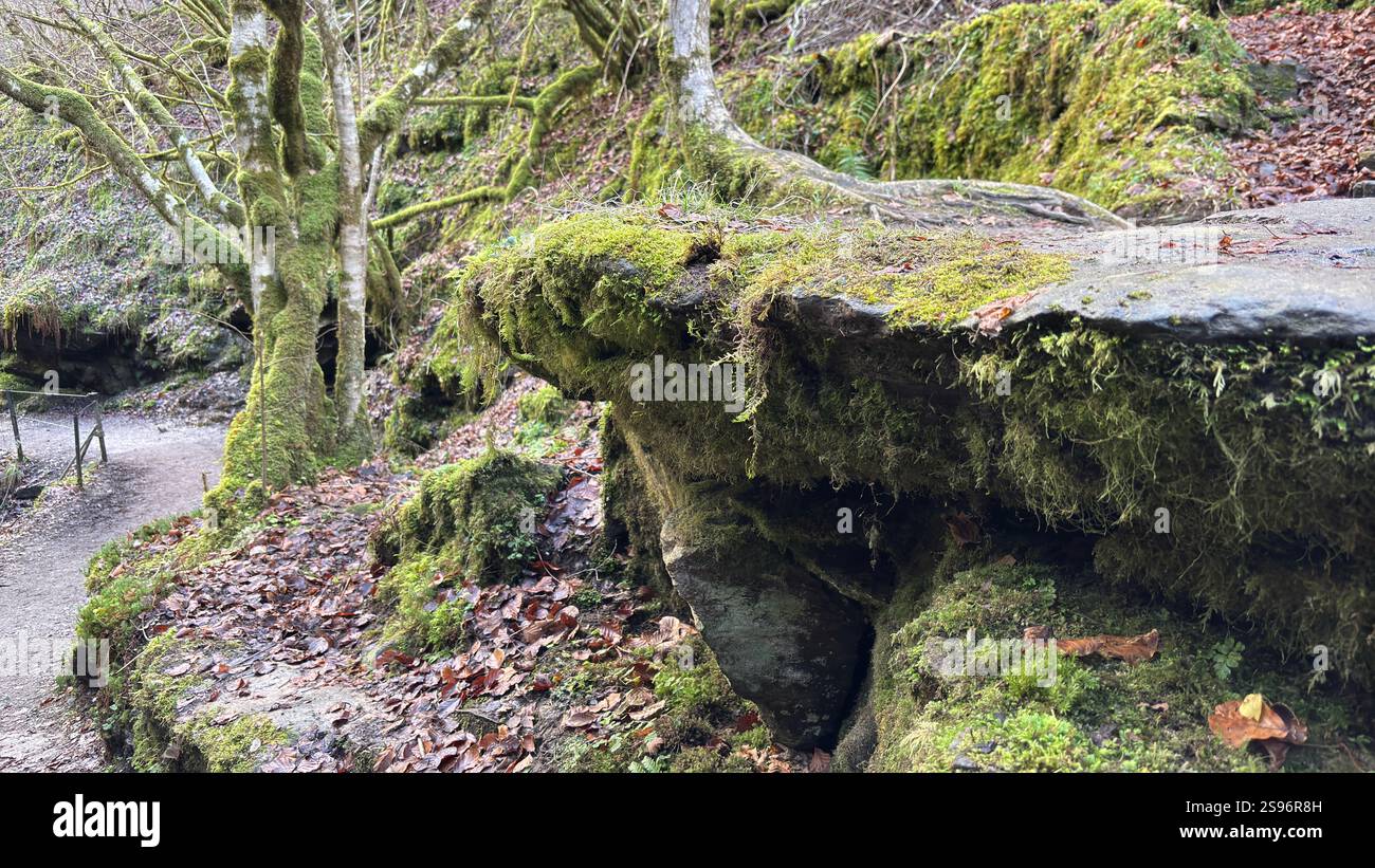 Die Birks of Aberfeldy Famous Walk entlang Moness Burn, wo Robert Burns 1787 sein schottisches Liebeslied schrieb. Touristenziel und natürliche Lage - Smartphone-aufgenommenes Stockfoto