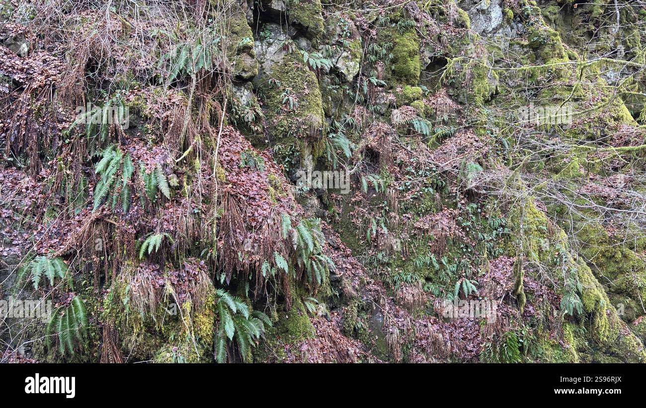 Nahaufnahme des natürlichen grünen Mooses, das im forrest in Schottland wächst - Smartphone-aufgenommenes Stockfoto