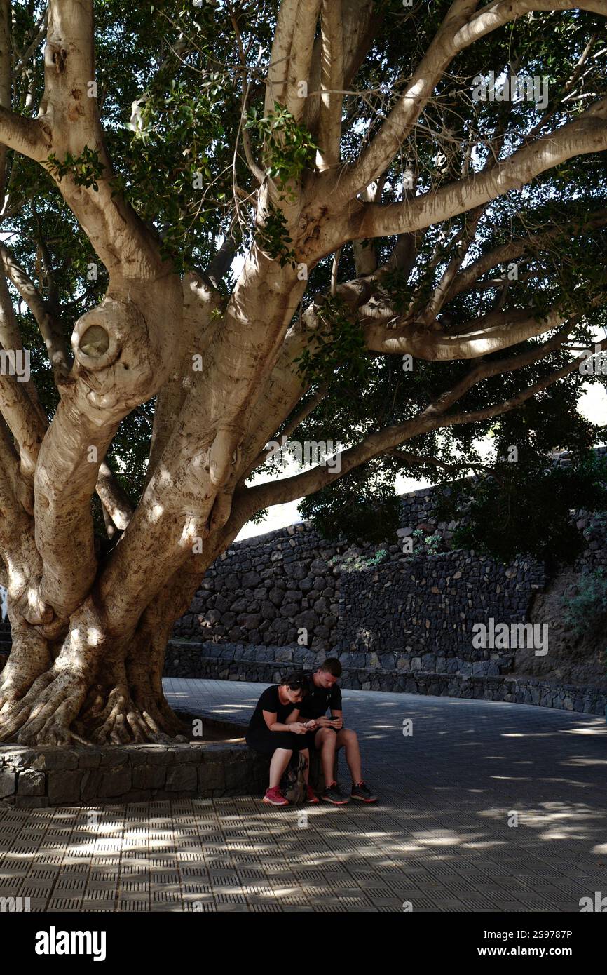 Masca, Teneriffa, Spanien - 21. Dezember 2022 - Ein Paar überprüft sein Smartphone unter einem alten Baum auf der Plaza de Masca. Stockfoto