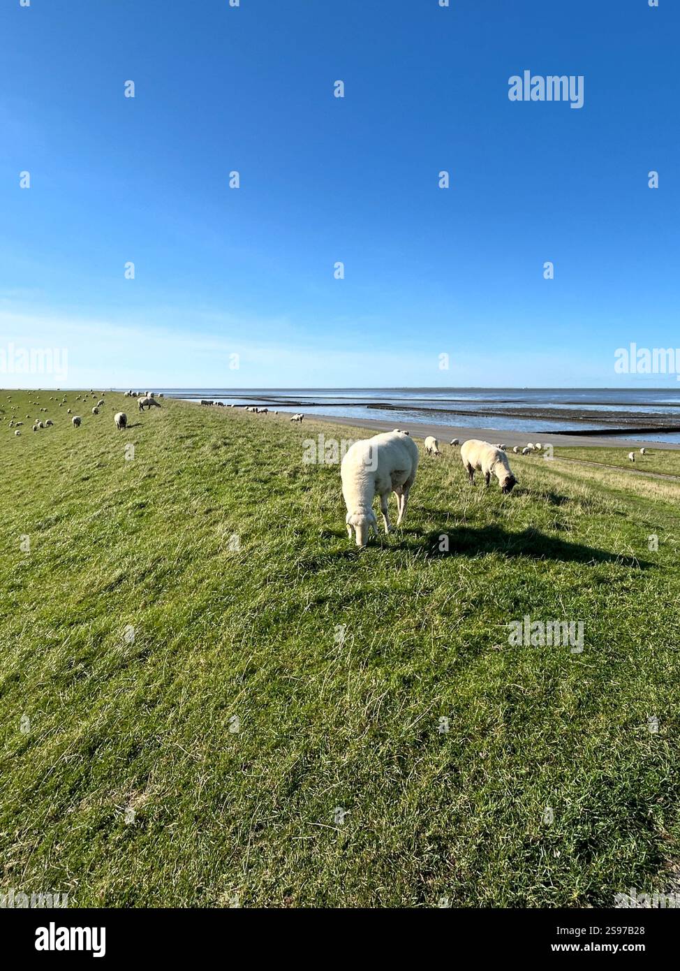 Schafherde auf einem Deich in Ostfriesland, blauer Himmel. Deutschland, Ostfriesland, Norddeich. Version 2 Stockfoto