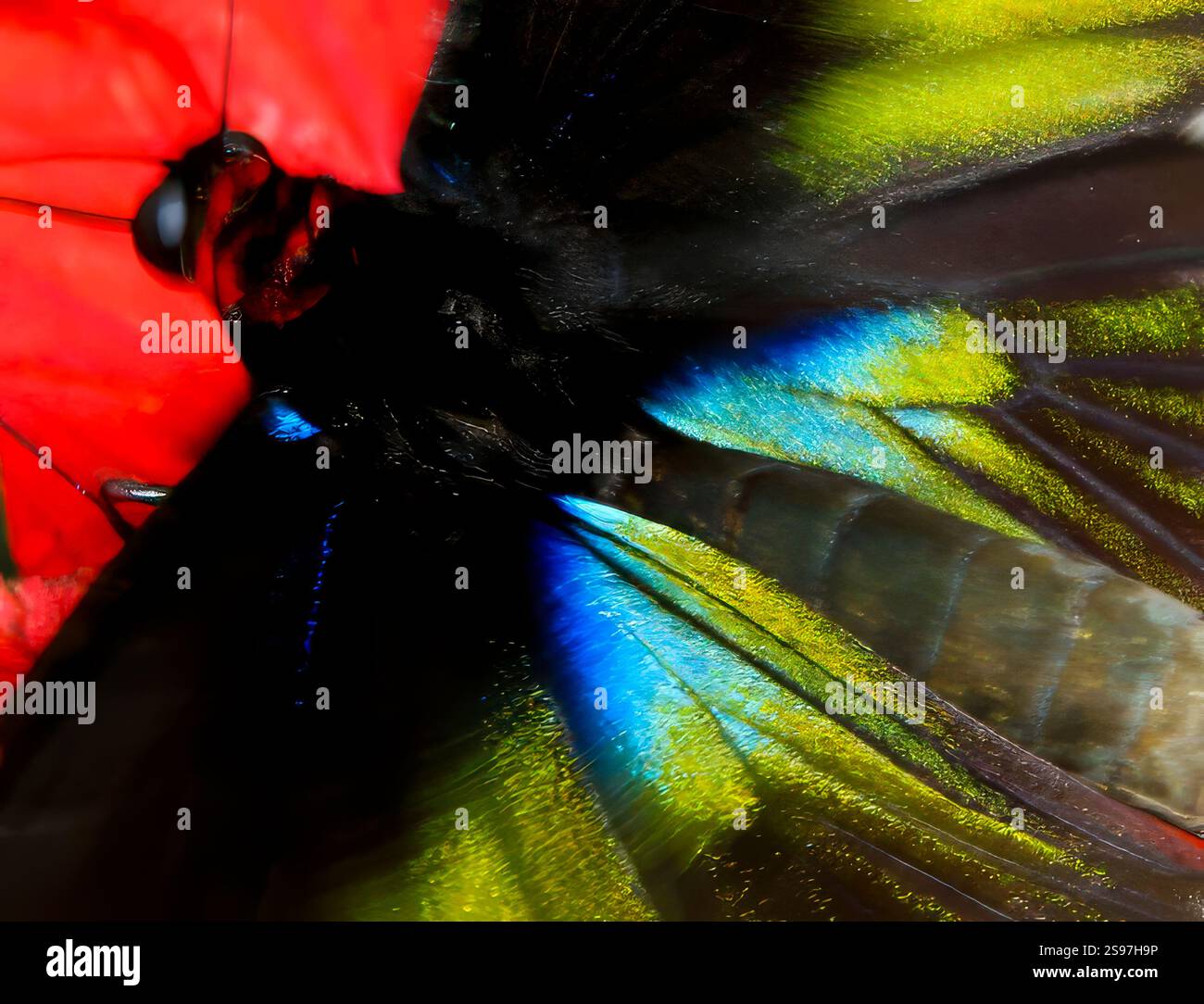 Nahaufnahme eines wunderschönen schillernden, farbenfrohen Flügels des Raja Brooke Birdwing Schmetterlings aus dem Dschungel Malaysias Stockfoto