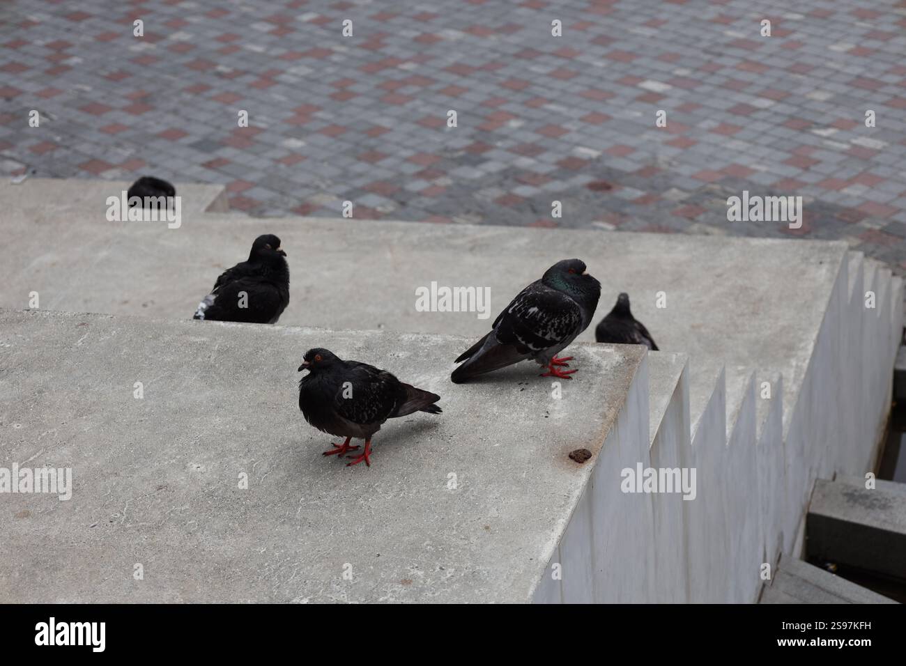 Graue (graue) und schwarze Tauben auf Betonstufen Stockfoto Graue (graue) und schwarze Tauben auf Betonstufen Stockfoto